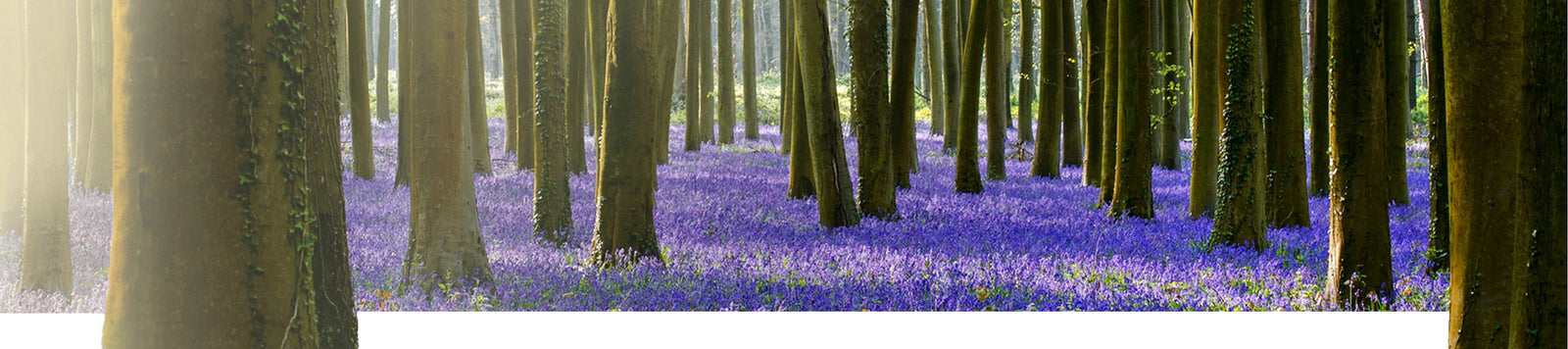 Purple Forest - PurpleWishingGate.com