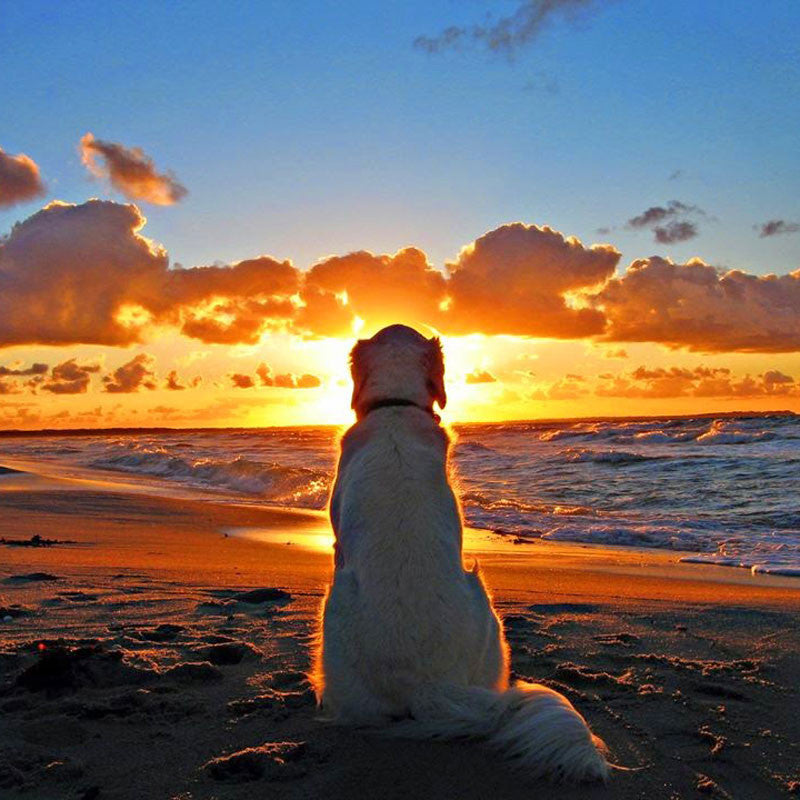 Pet Blessing Gifts - www.purplewishinggate.com