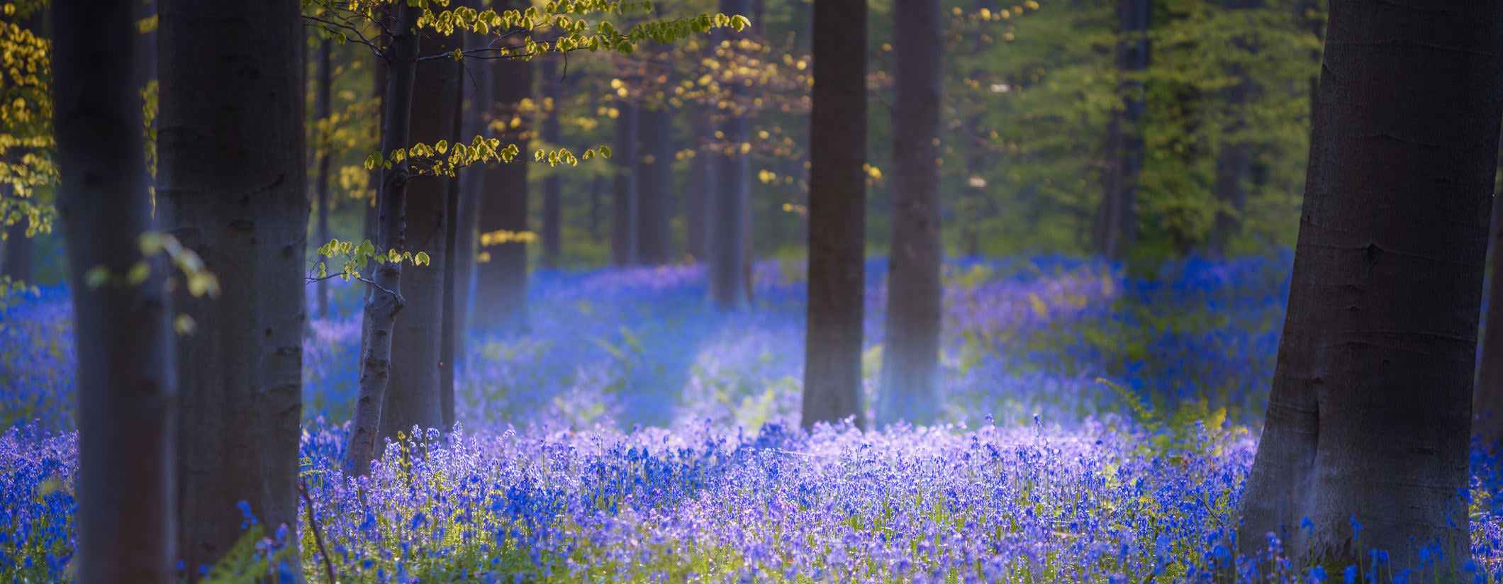 Enchanted Forest | PurpleWishingGate.com | Blessings for Any Occasion